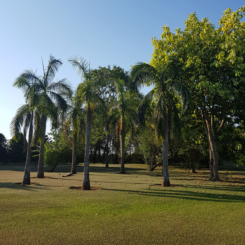 fazenda esmeralda palmeiras